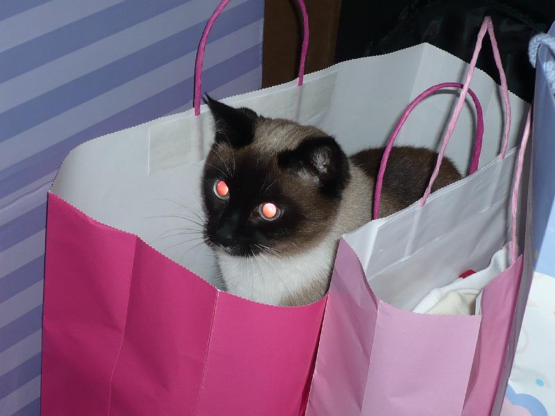 Hailee1st24 013.jpg - Sven enjoys a gift bag, beware of handles